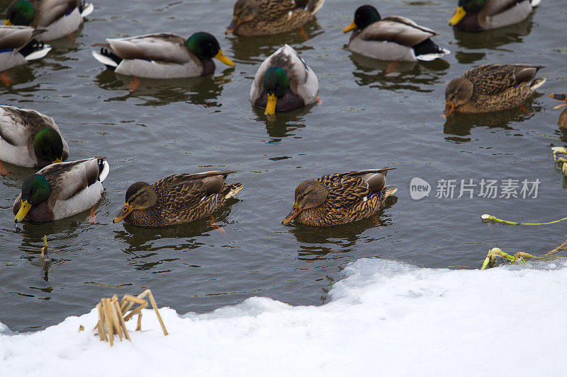 冬天池塘里的野鸭