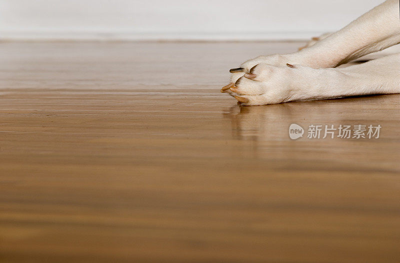 累狗的爪子躺在硬木地板上，黄色拉布拉多犬