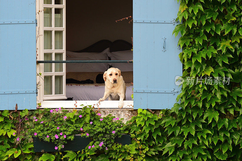 拉布拉多寻回犬