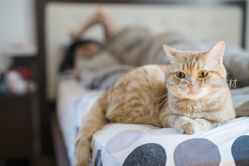 当年轻女子醒来时，红色的虎斑猫躺在床上