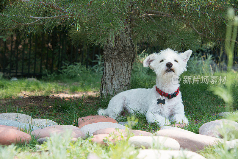 Westie梗在后院休息