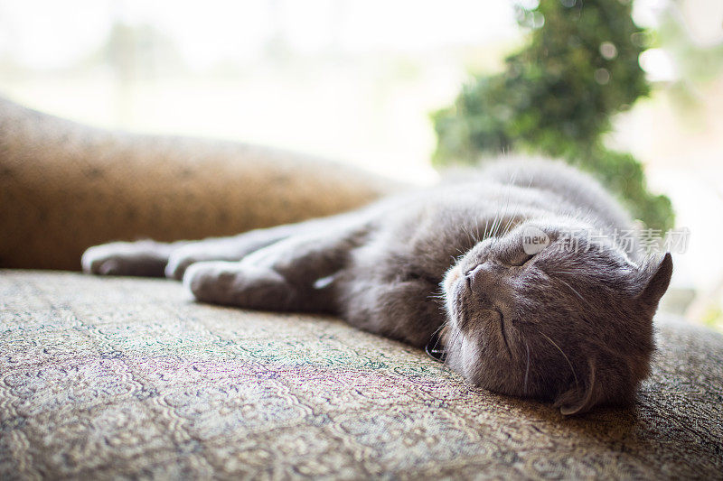 美丽的灰色苏格兰折猫睡在室内