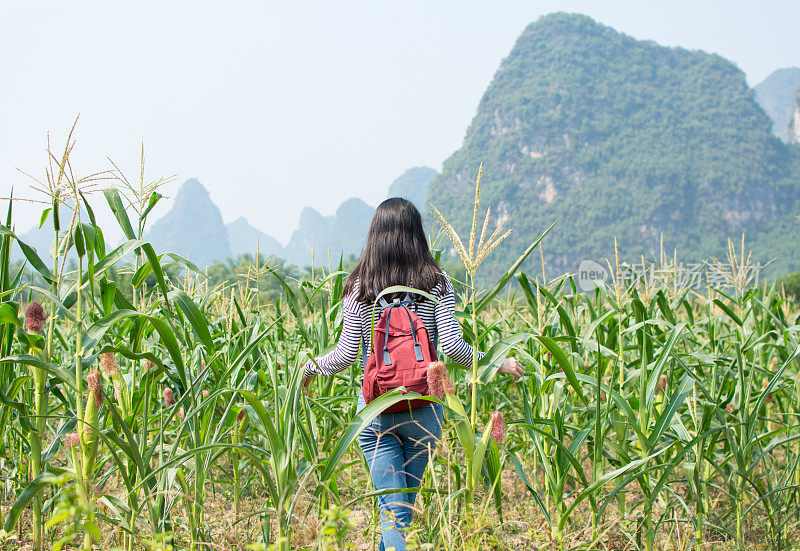 女孩走在玉米地里