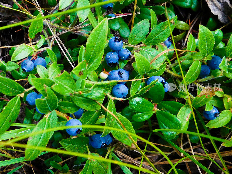 加拿大森林里的野生蓝莓