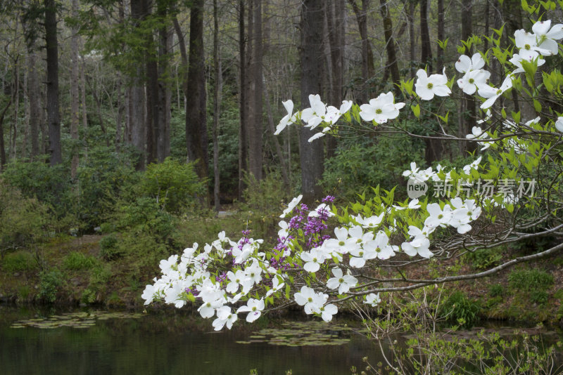 盛开的山茱萸枝悬挂在小池塘上。