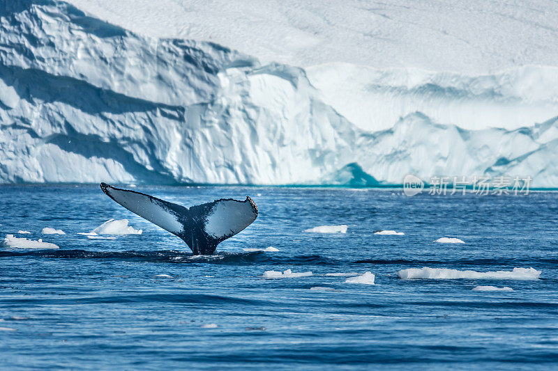 座头鲸，迪斯科湾，格陵兰岛