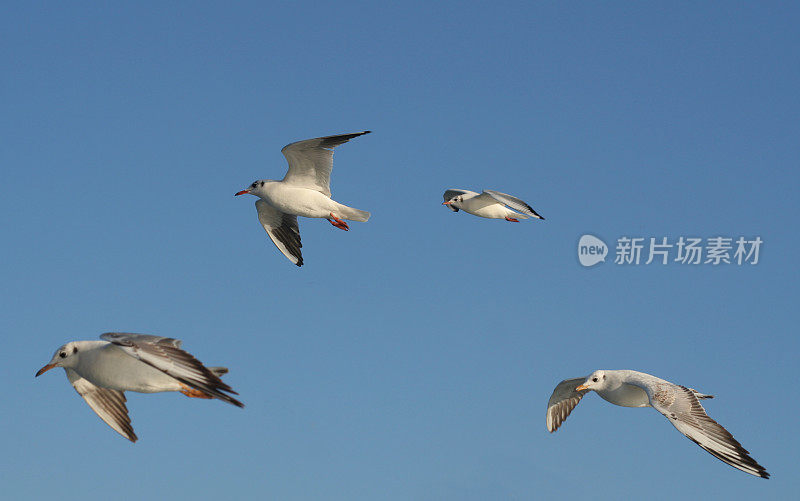 飞翔的海鸥