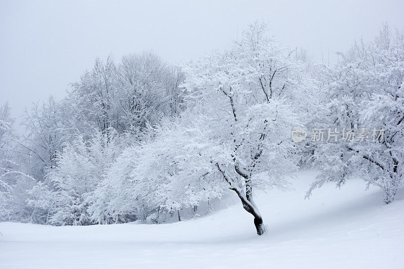 白雪覆盖的果园树木