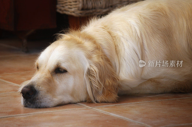 金毛猎犬躺在地板上