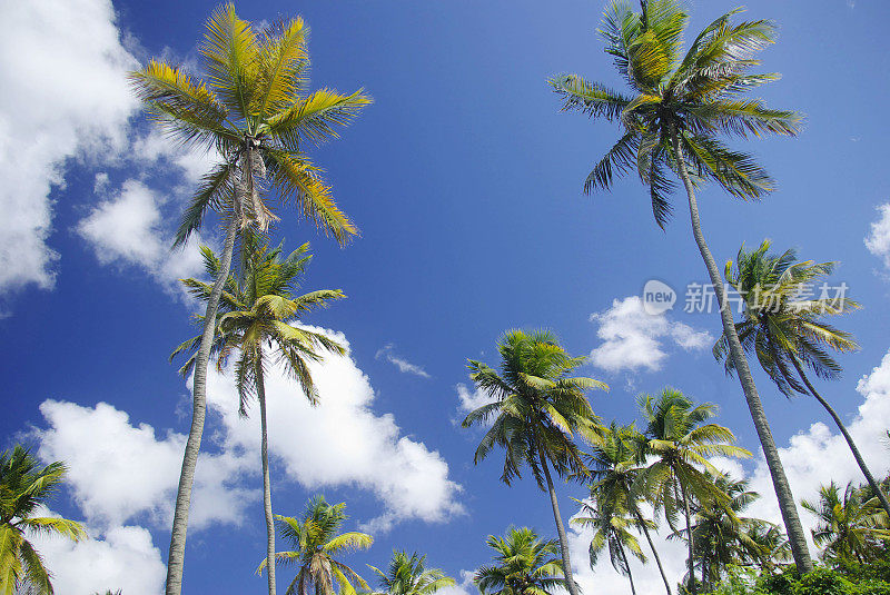 美丽的加勒比夏季天空满是椰子树