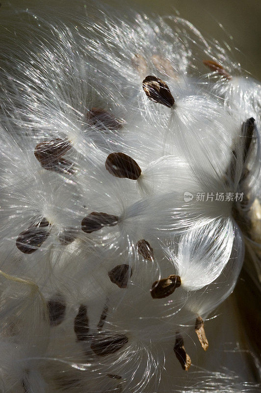 牛奶杂草豆荚