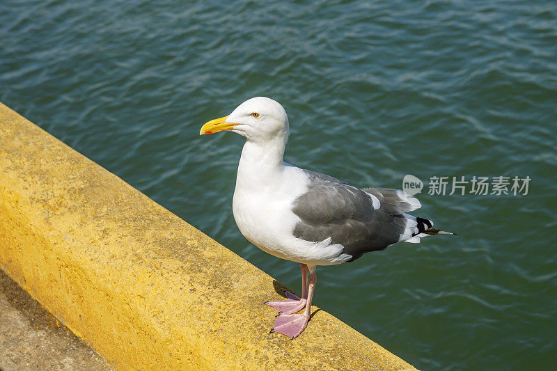 海滨海鸥