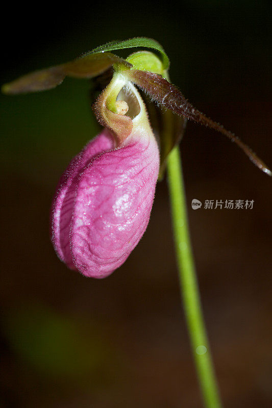 粉色的女式拖鞋