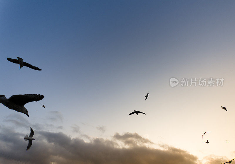 日落时一群鸽子在天空中飞翔