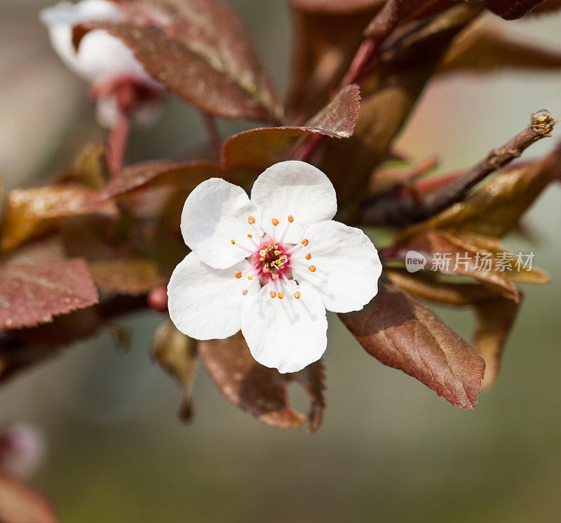 小花