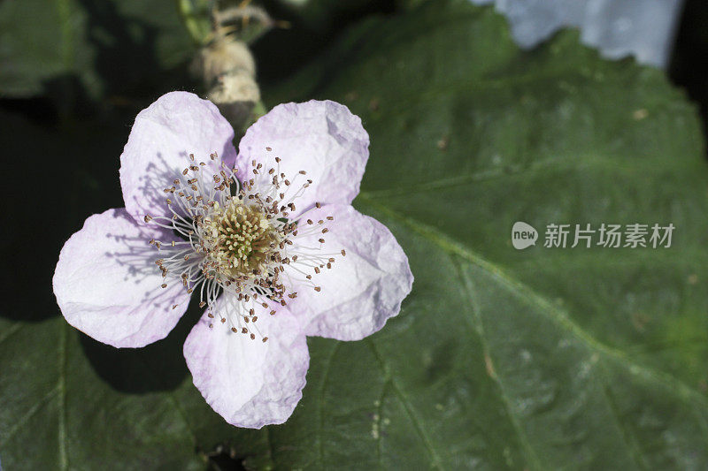 黑莓、石楠、黑莓开淡粉色的花