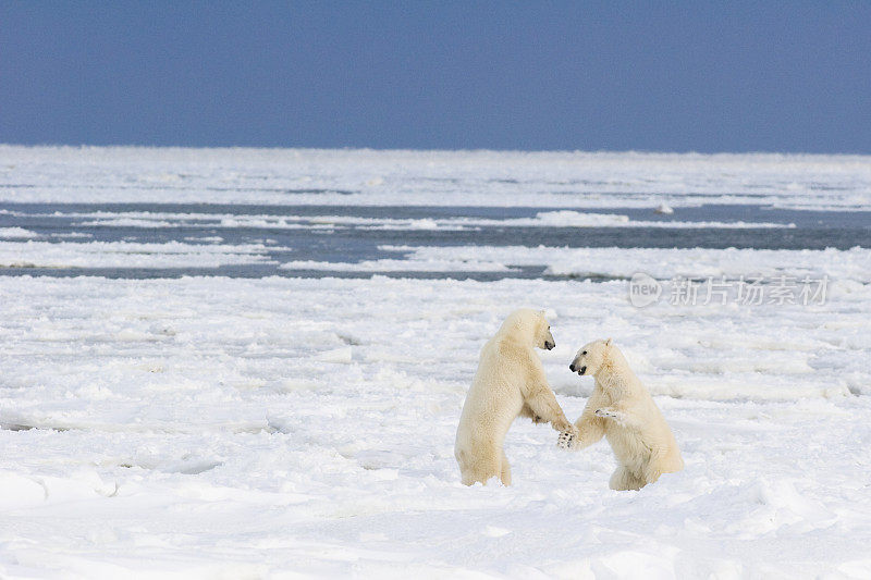 两只北极熊在互动。