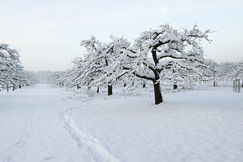 果园里冬天有雪