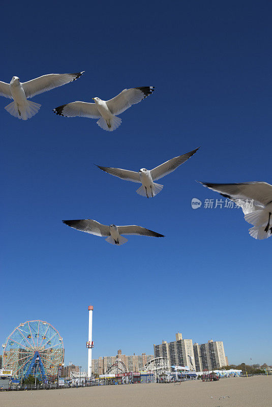 海鸥聚集在纽约布鲁克林科尼岛夏季天空游乐园