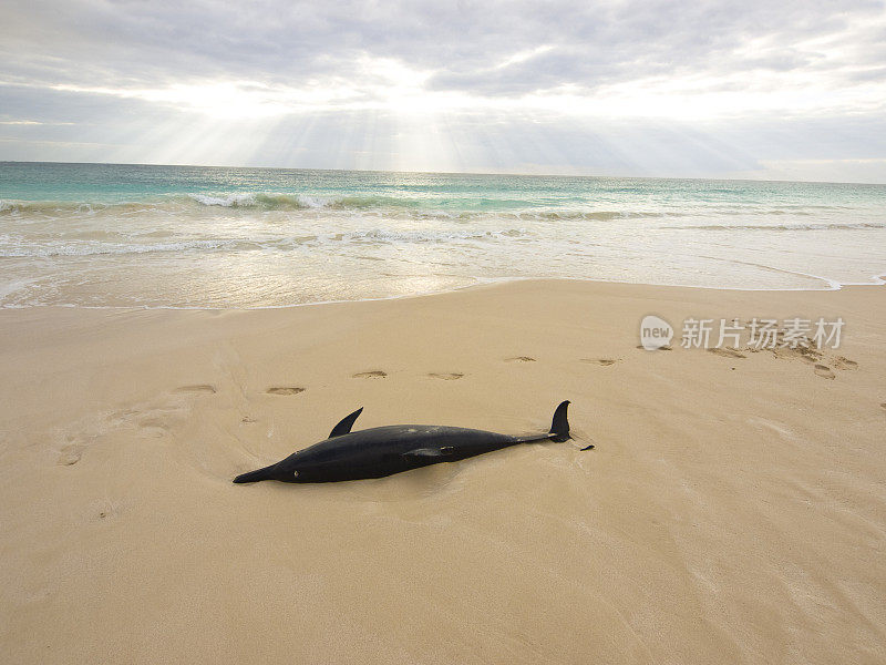 海豚的灵魂