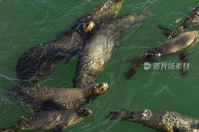 野生海狮一起游泳