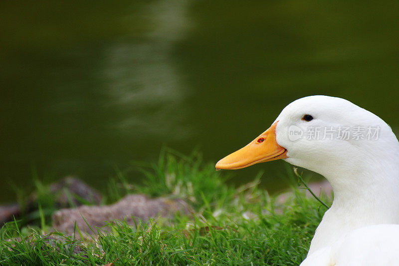 Duck