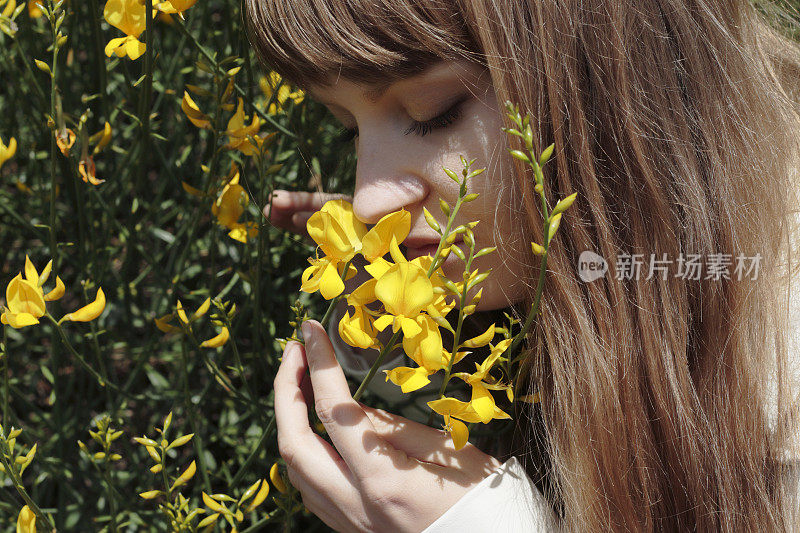 拉脱维亚花童和苏格兰金雀花在近距离开花