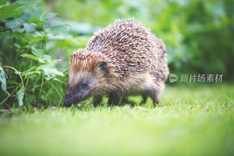 花园里的小刺猬