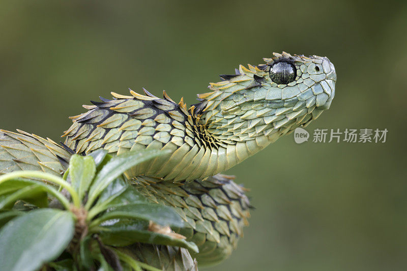 毛茸茸的灌木毒蛇准备攻击-毒蛇