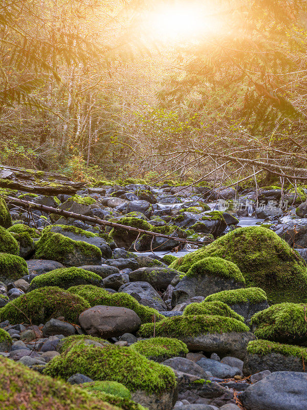 森林与山溪，苔藓的石头和黄叶