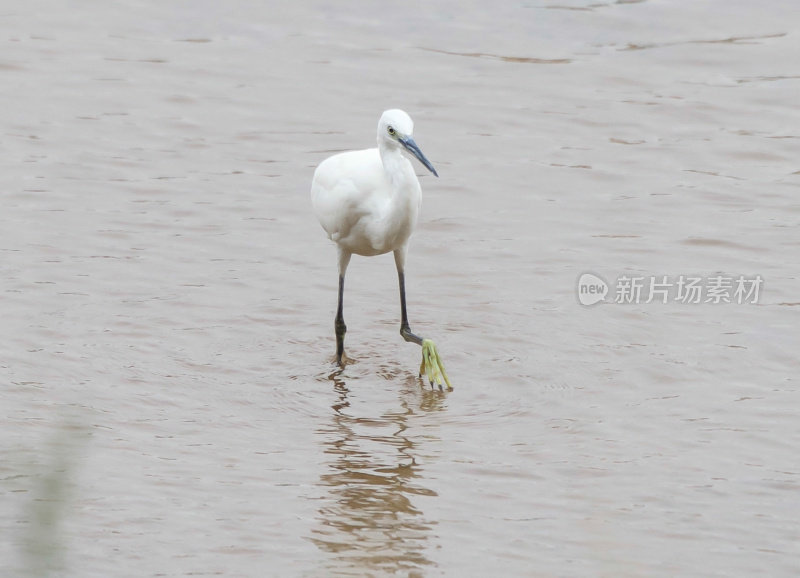 小白鹭