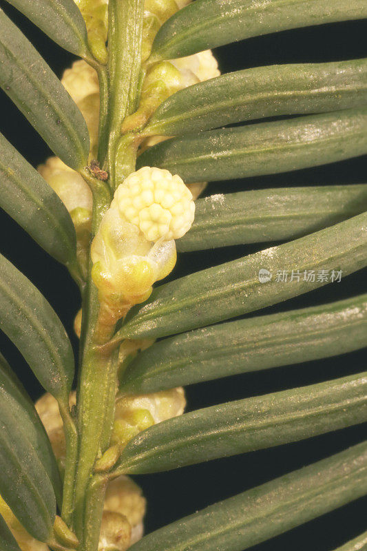 紫杉树(红豆杉)雄花宏