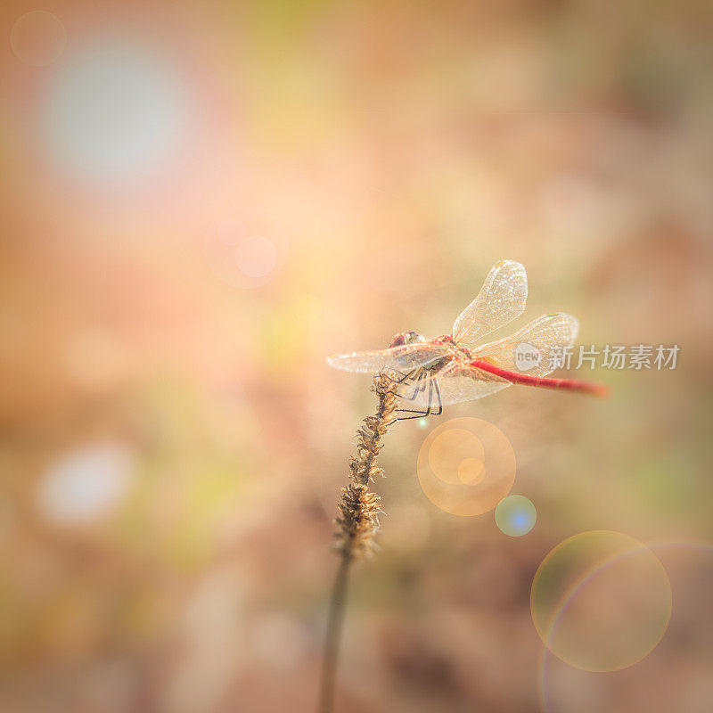 一朵花中的蜻蜓