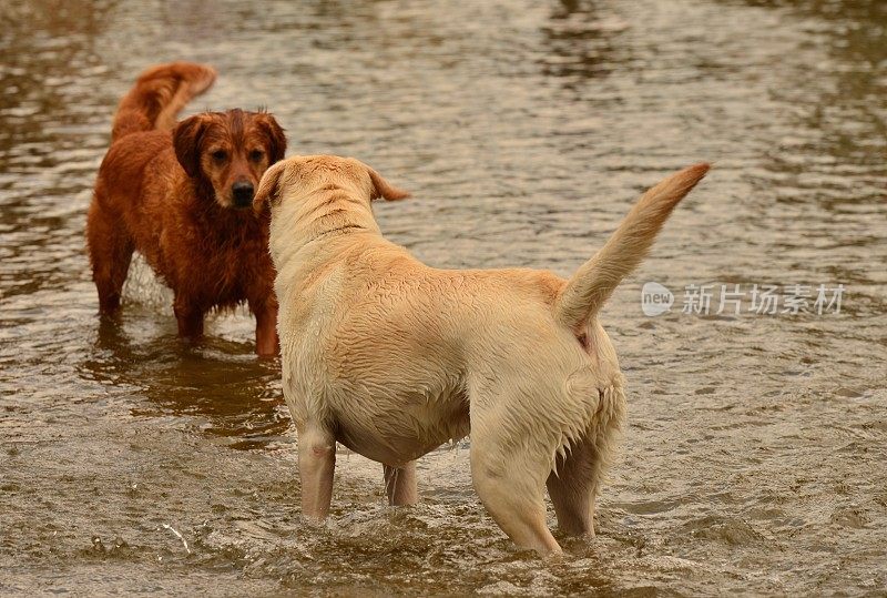 狗狗在水里玩耍