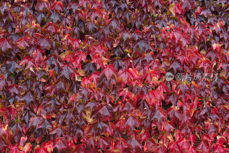 红色的秋天常青藤叶背景