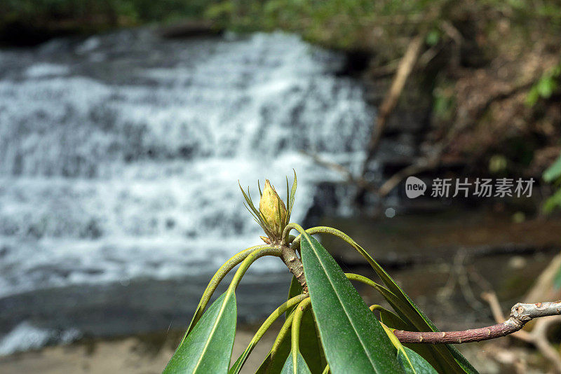 杜鹃花含苞欲放，瀑花迷离