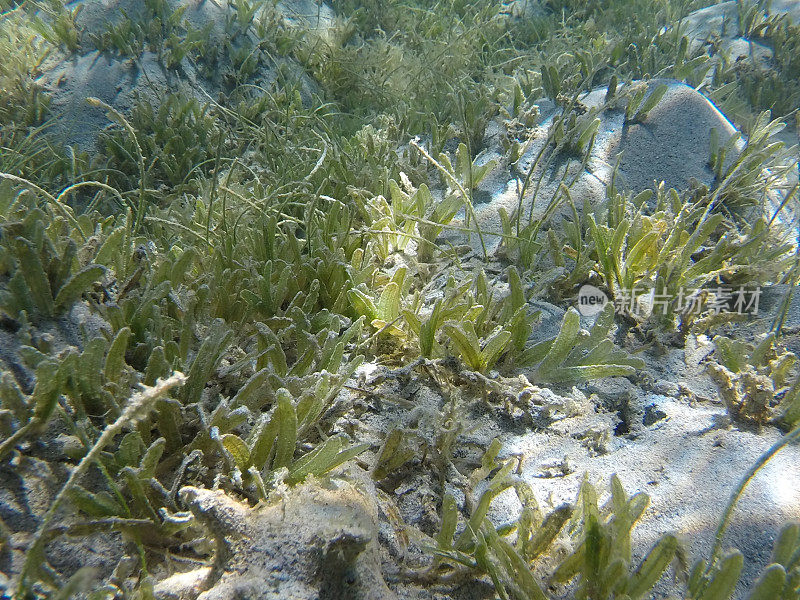 海草的细节