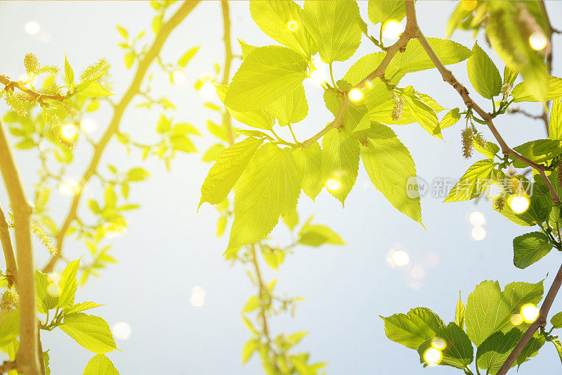 明亮的春天自然背景与绿色的树叶