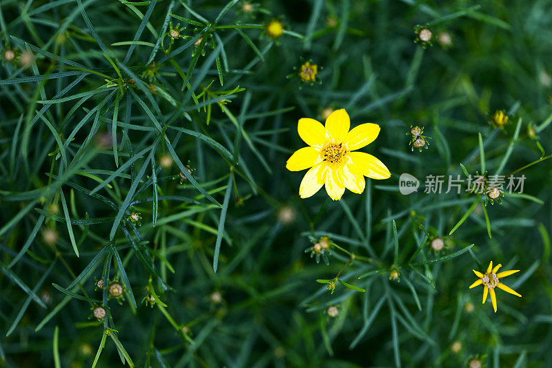 黄金菊花和芽