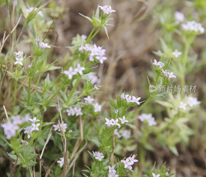 野茜草