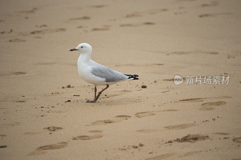 海鸥在沙地上