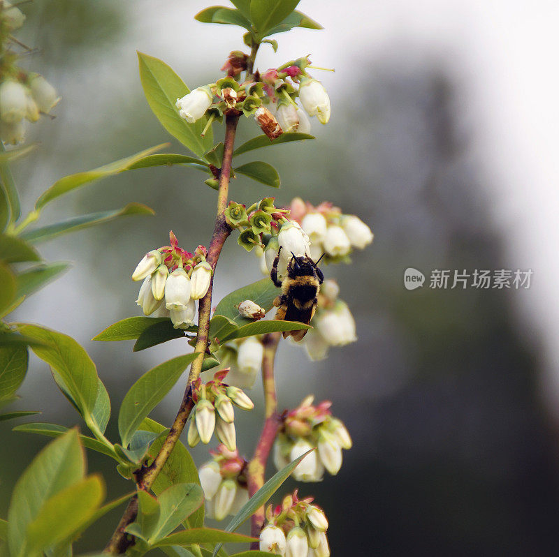 大黄蜂授粉蓝莓