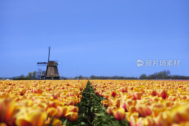 郁金香和风车在一个晴朗的日子在荷兰