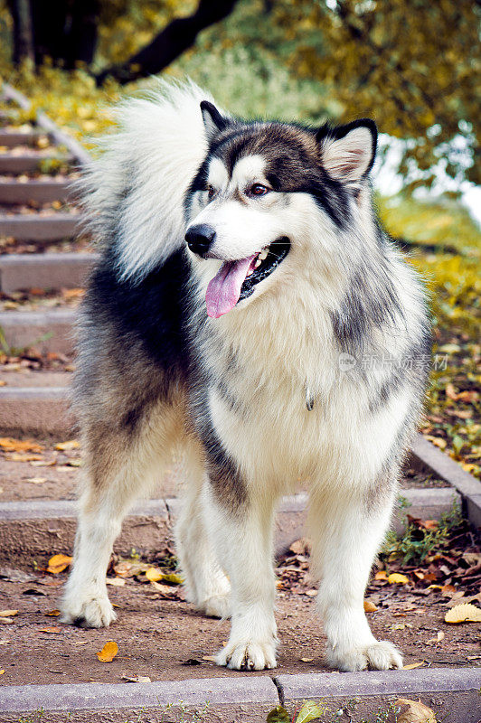 阿拉斯加雪橇犬的狗