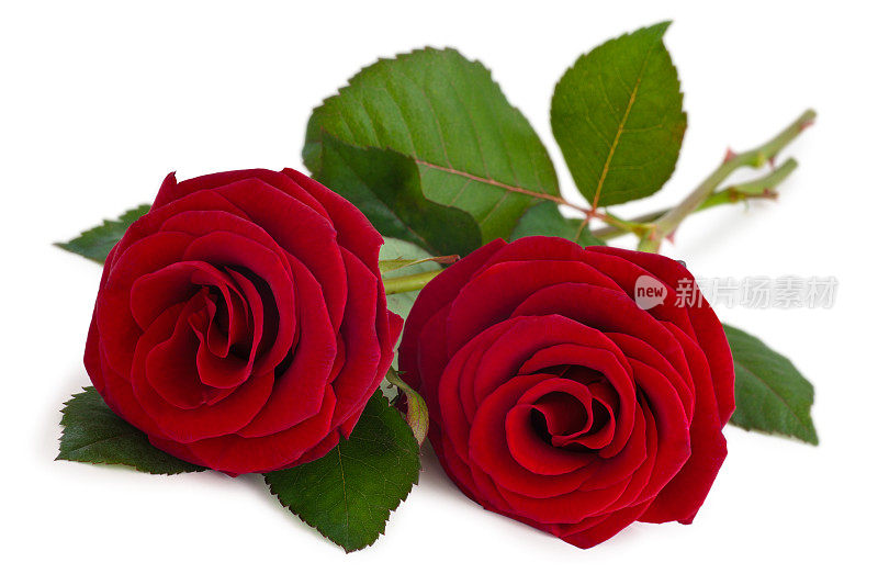 白色背景上的两朵红梗玫瑰