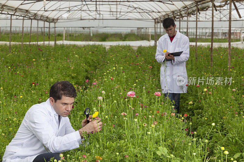 两名植物学家在切花温室进行检查记录