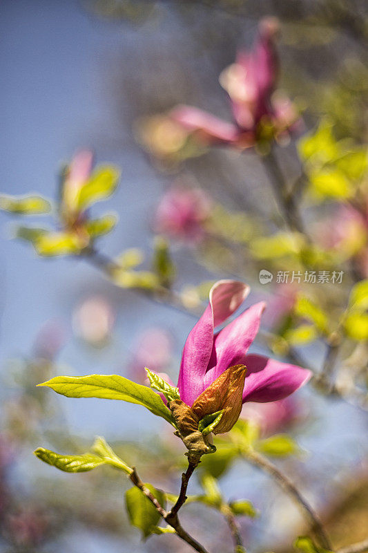 木兰树开花