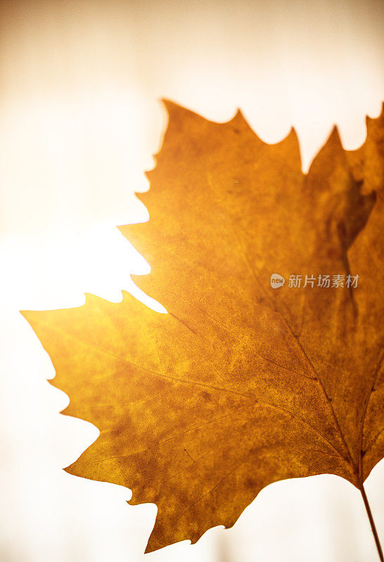 在阳光下抱着一片秋天的枫叶