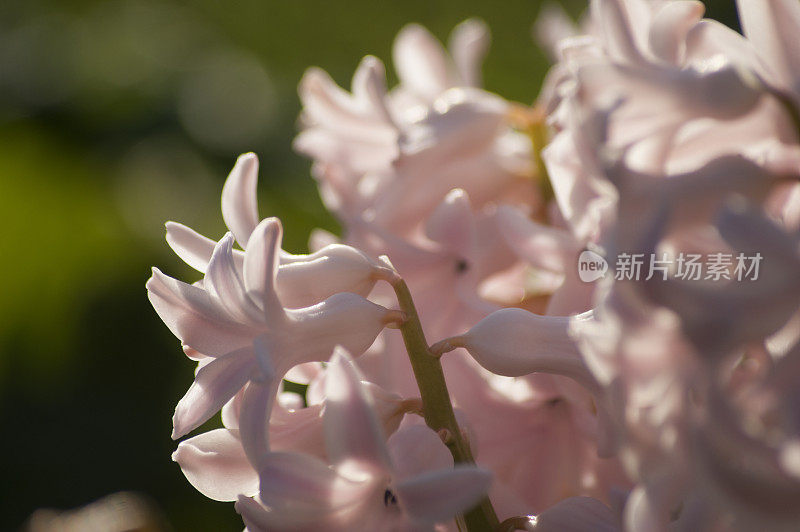 花粉色风信子