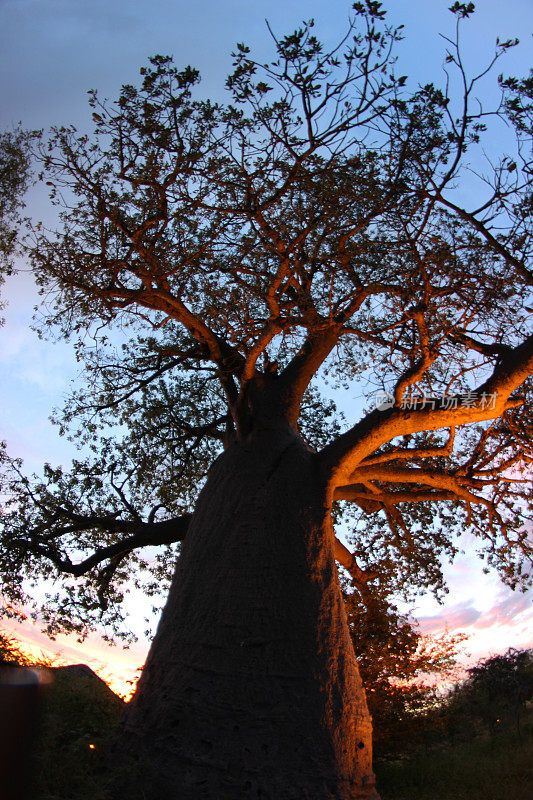 博茨瓦纳:日落时分，格威塔附近的猴面包树